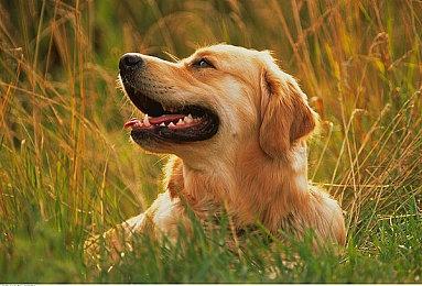 《星球大战绝地：幸存者》新补丁优化性能 但有一代价